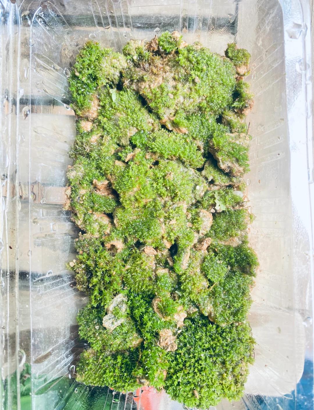 路邊的苔蘚你要采,放到缸里也是美美噠