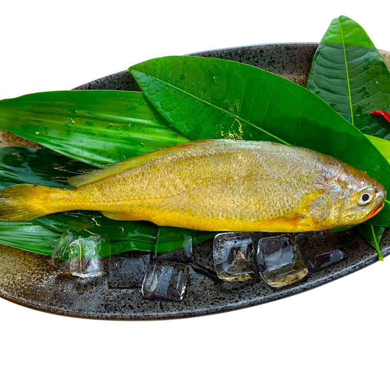 42種京東自營海魚評測黃魚有多少品種