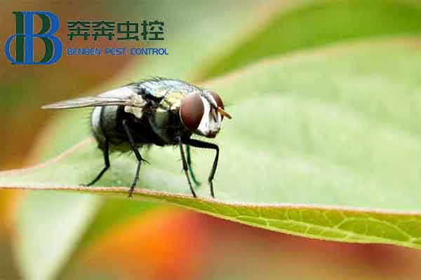 露天廚房蒼蠅太多怎么辦,特別是角落