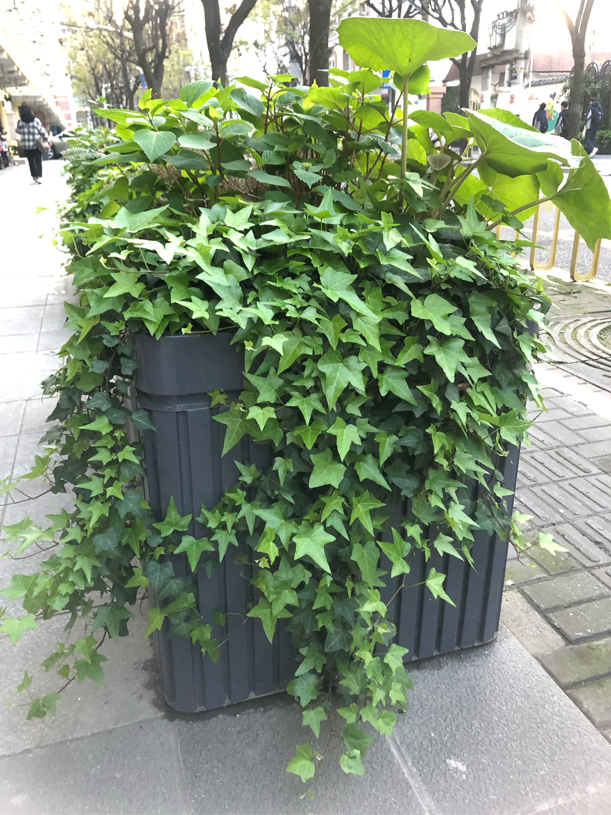 洋常春藤適合什么樣的環(huán)境?