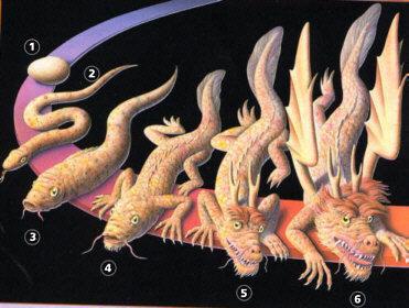 常見(jiàn)的完全變態(tài)發(fā)育和不完全變態(tài)發(fā)育的動(dòng)物有哪些?