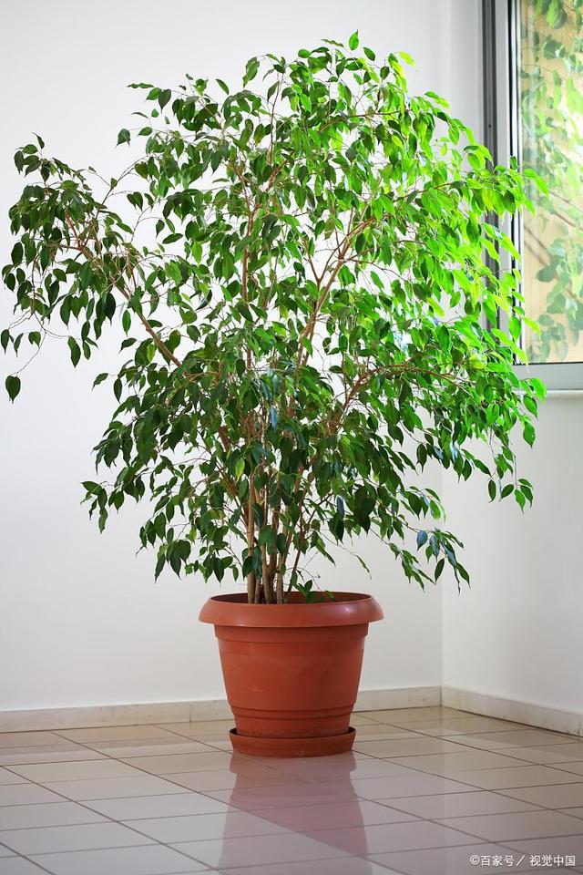 室內(nèi)常綠植物有哪些?