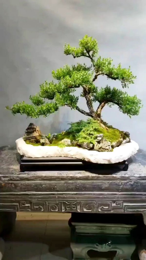 水黃楊黃楊有何不同?