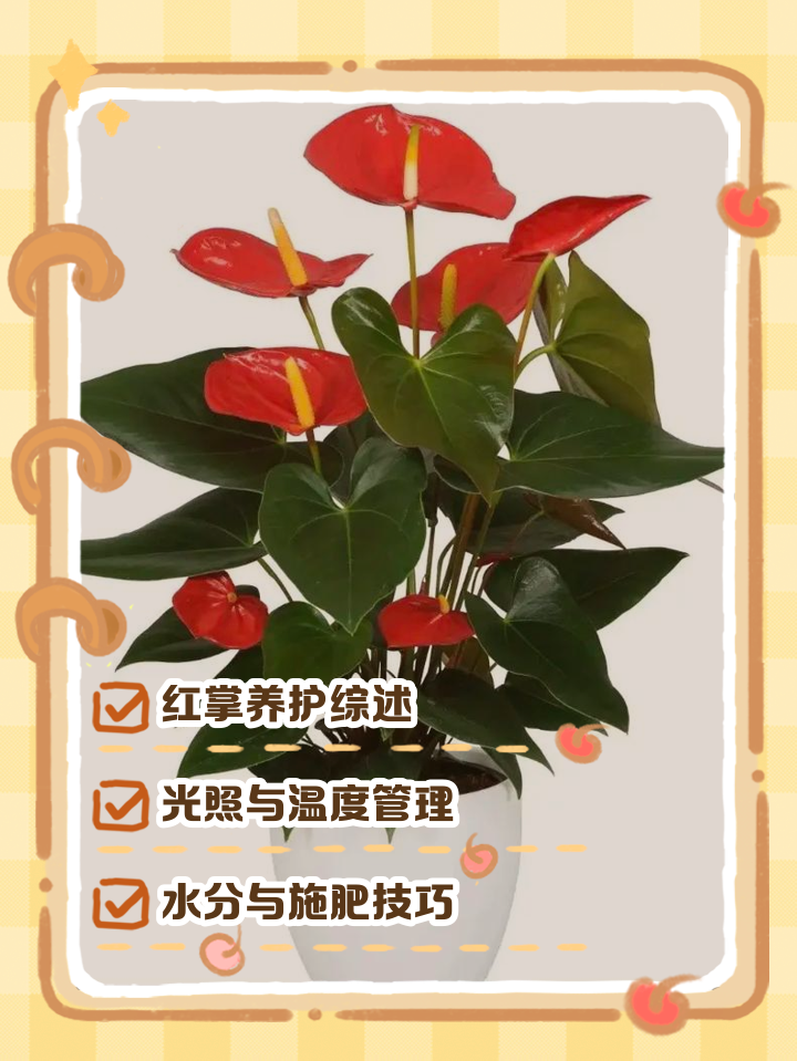 紅掌怎么樣家庭紅掌的養(yǎng)護(hù)方法介紹