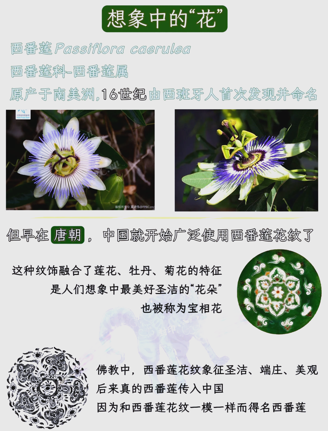 紅花西番蓮怎么種植?