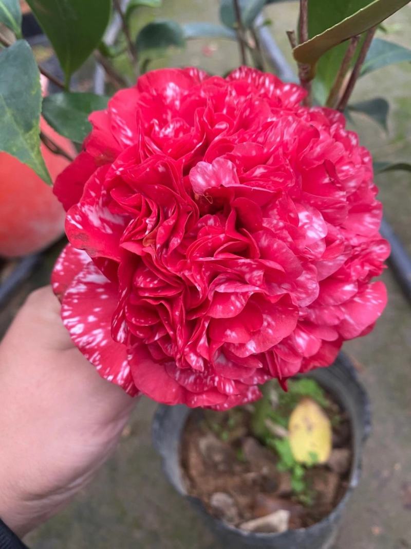 韓泊莉白茶花護發(fā)精油150ml僅需9.9元_行情