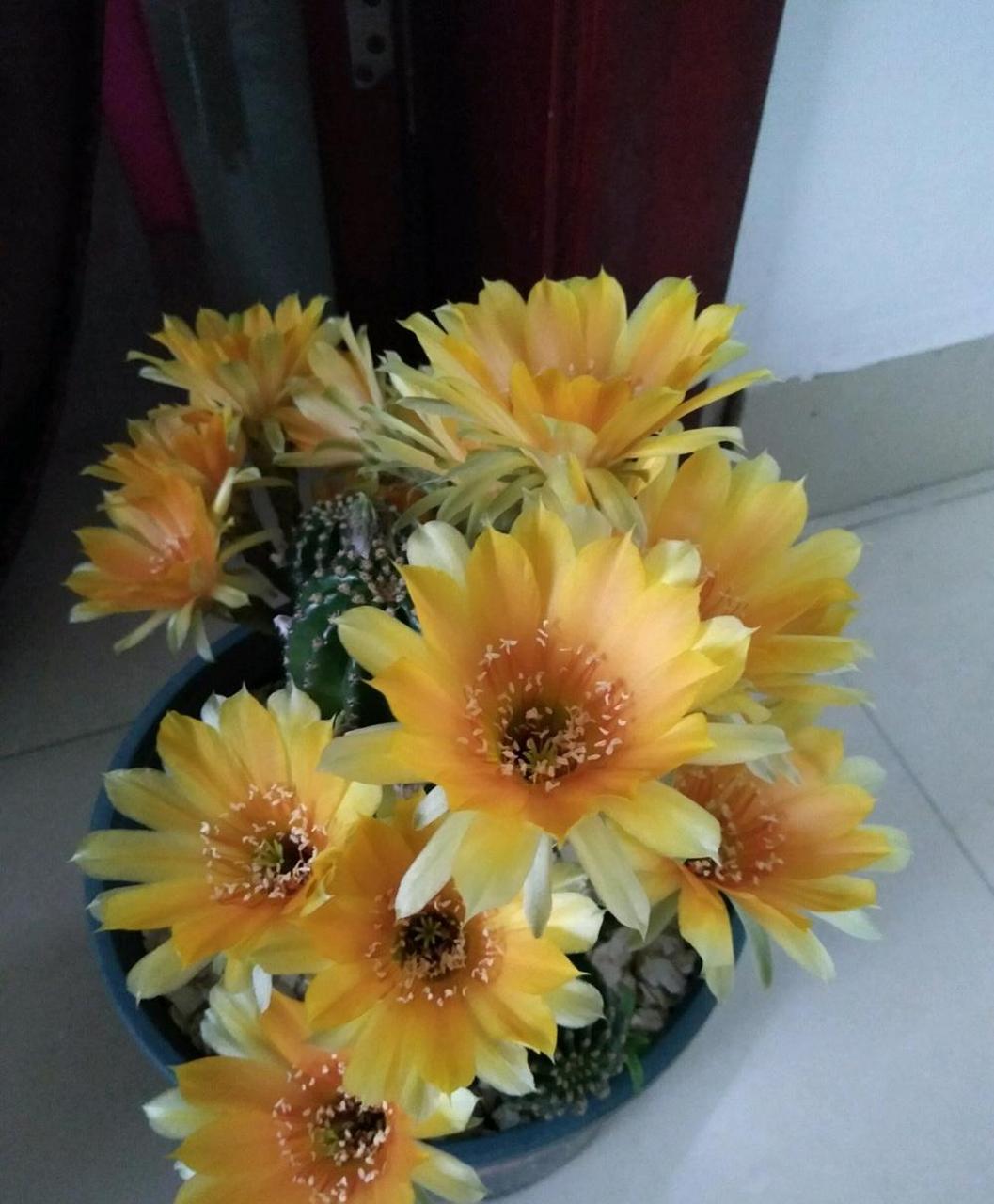 黑金剛仙人球怎么養(yǎng)開(kāi)花?