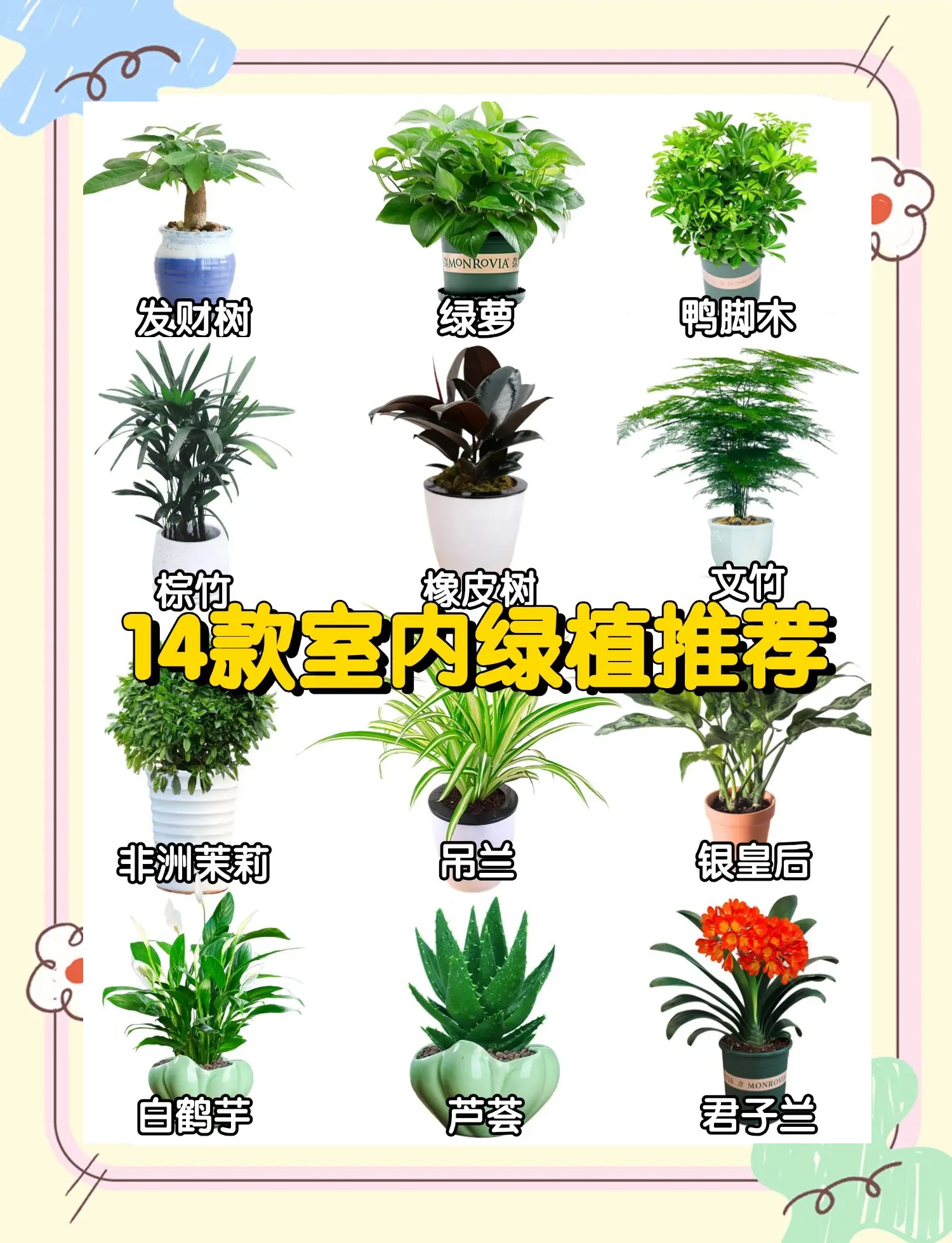 常見的室內(nèi)凈化空氣的20種植物都是哪些