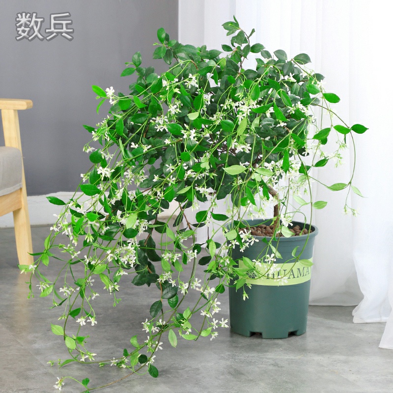 藤蔓植物的分類陽(yáng)臺(tái)藤蔓植物有哪些