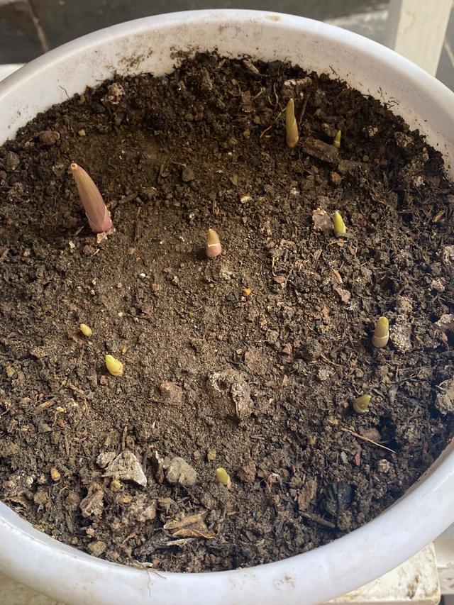 鈴蘭花有毒嗎鈴蘭花適合放在室內(nèi)養(yǎng)嗎