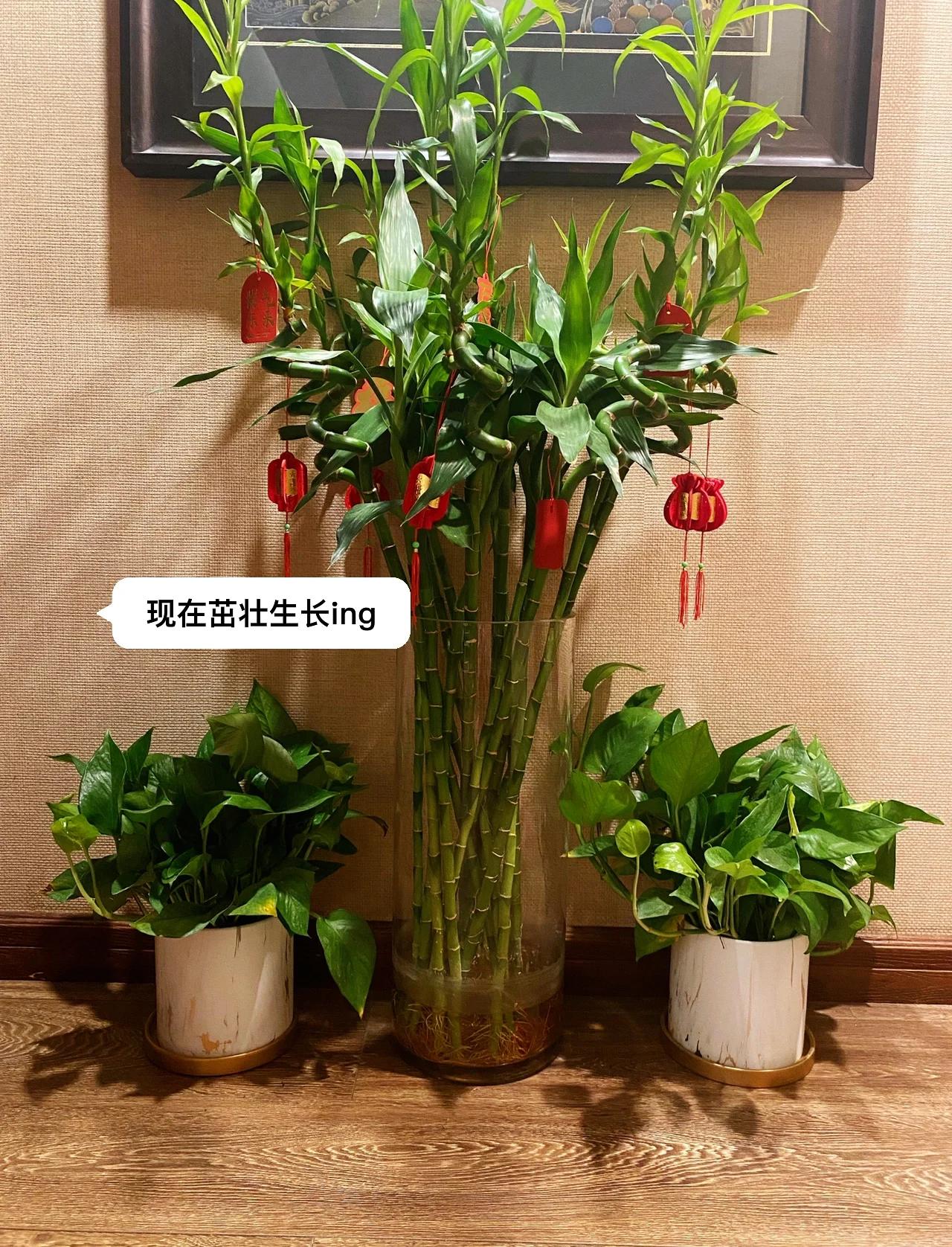 誰(shuí)知道富貴竹籠的養(yǎng)殖方法?