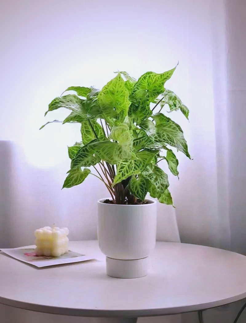 臥室擺放植物有哪些講究擺放些什么植物好呢