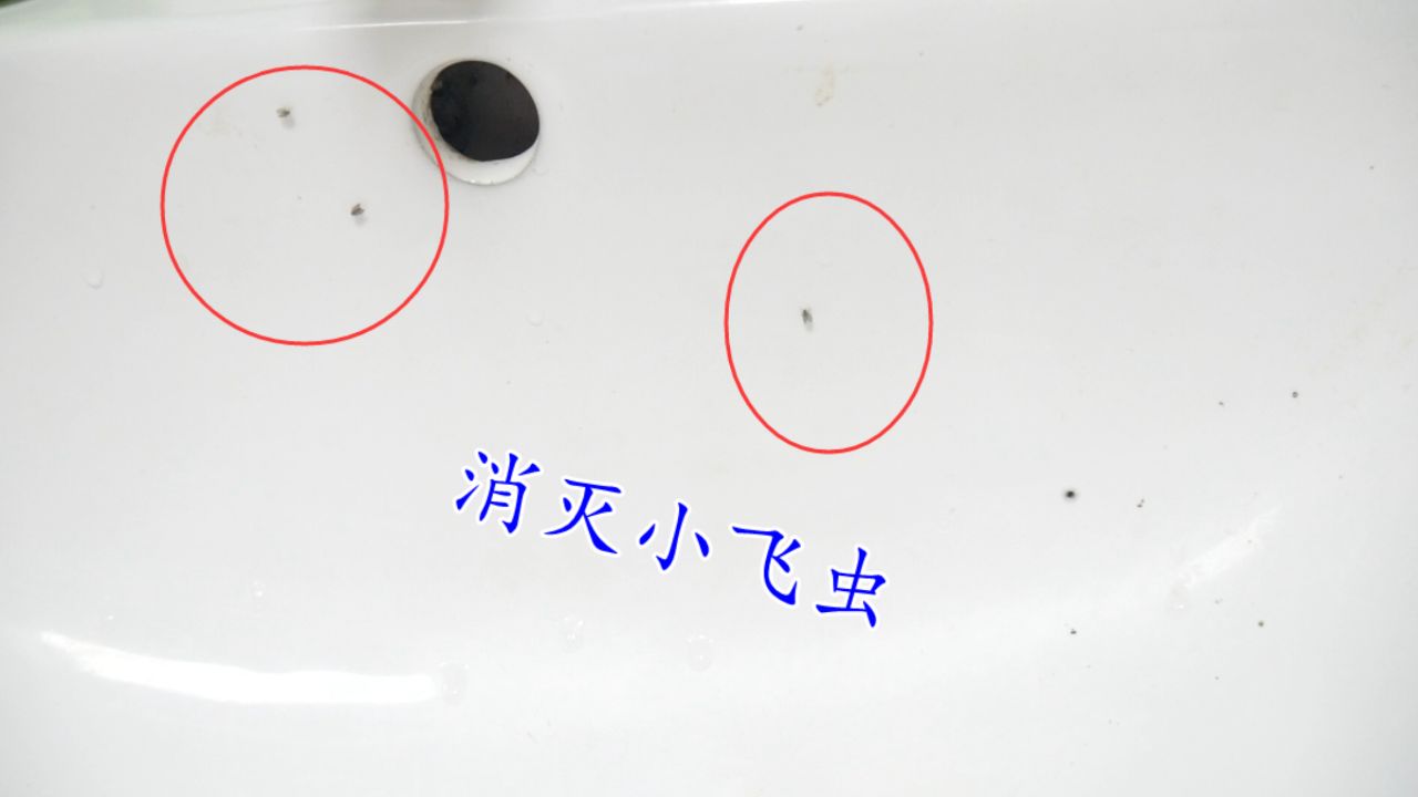 衛(wèi)生間里有軟體蟲子,這是什么蟲子怎么去除