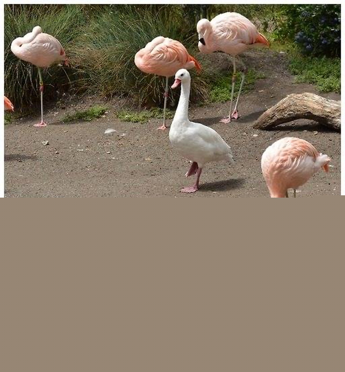 【desktopgoose】desktopgoose