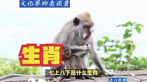 四海為家打一個(gè)生肖是什么動(dòng)物正確生肖是哪個(gè)