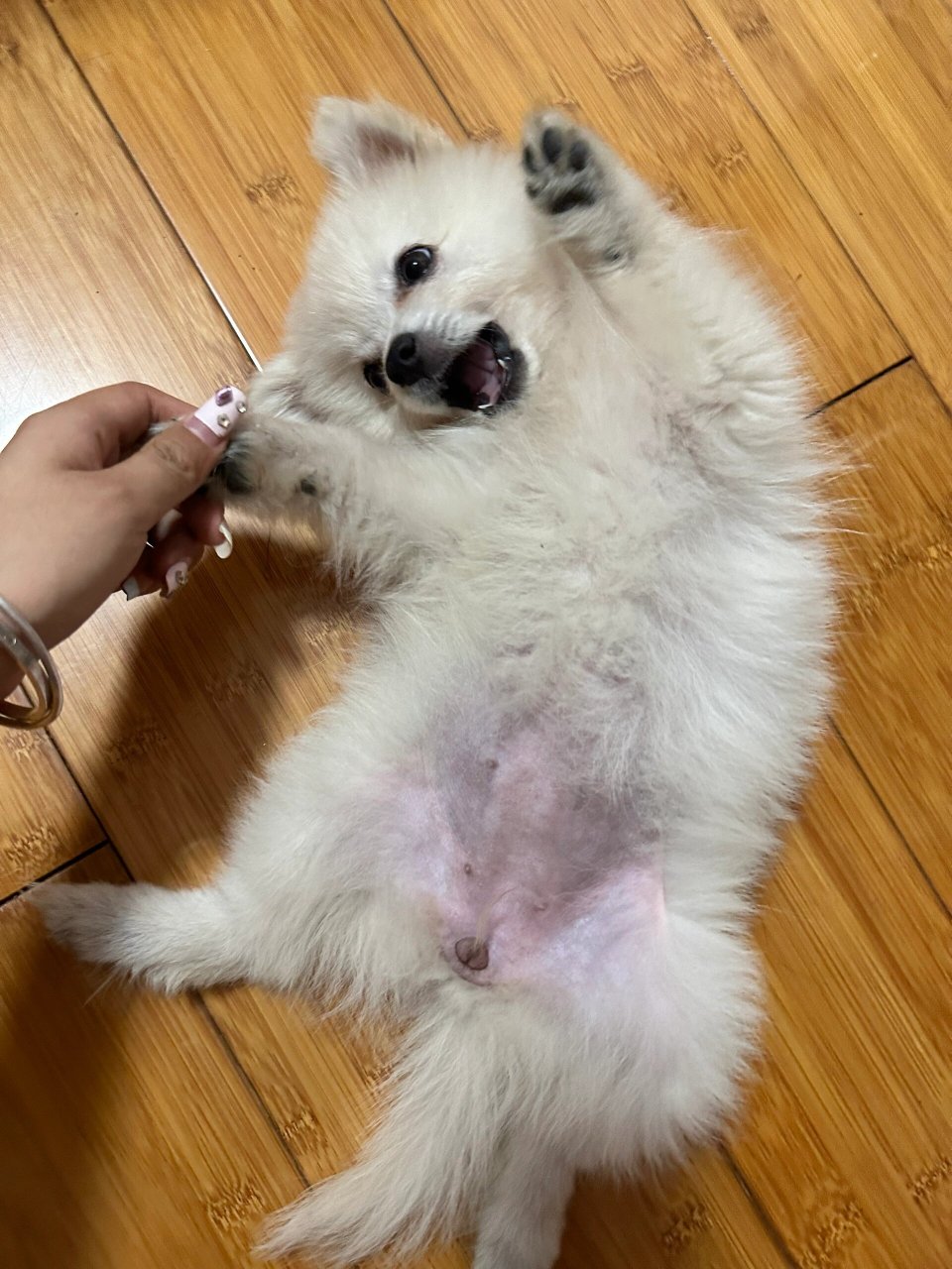 如果博美MM和土狗DD交配了,生出來的還會是博美樣么?