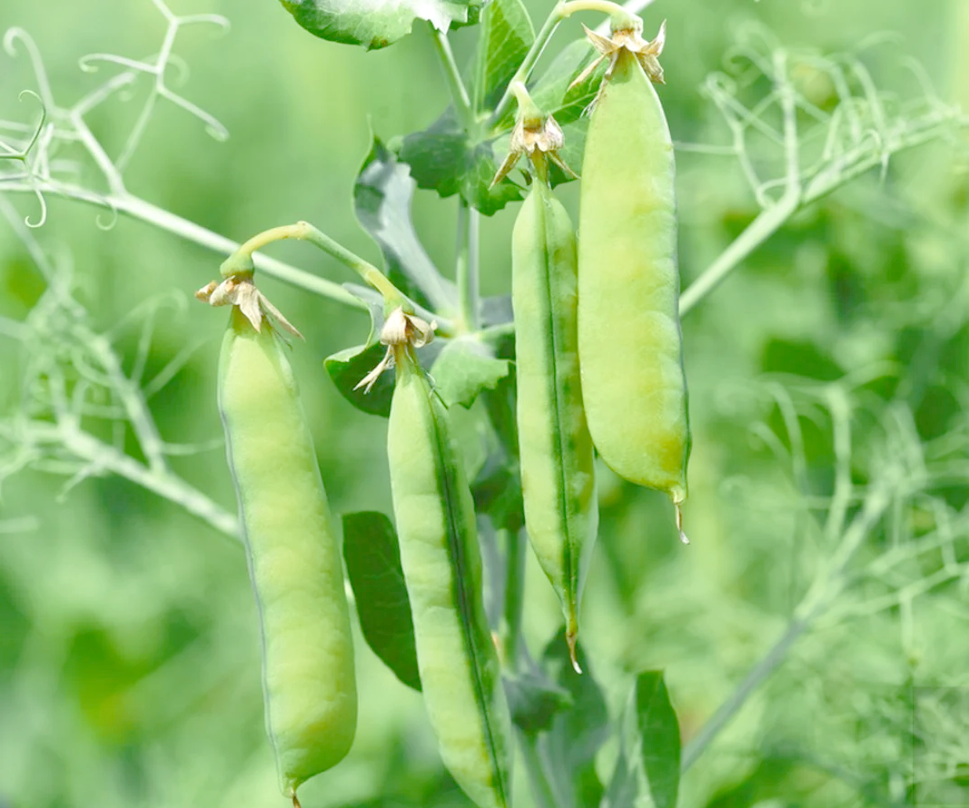 【Q1豌豆莢下載】金立Q1豌豆莢8.2.5.1免費(fèi)下載