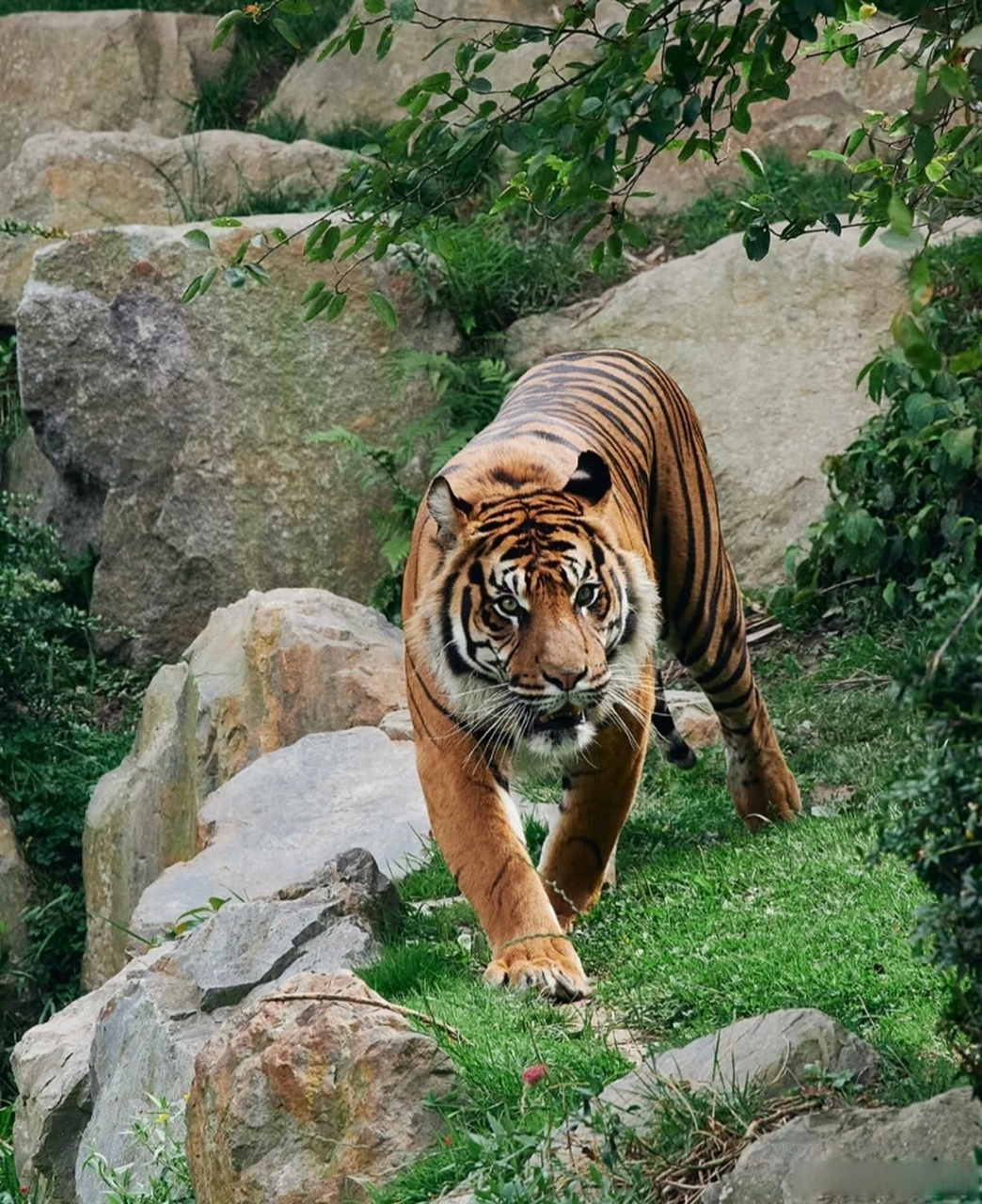 大家說下:森林之王是誰?百獸之王是誰?草原之王是誰?