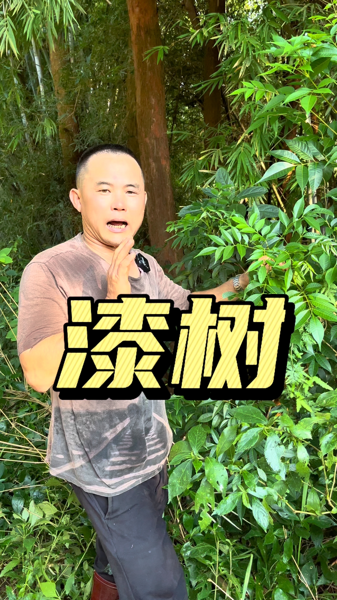 什么是漆木啊,我買的原木門,說是漆木的,有這種樹嗎
