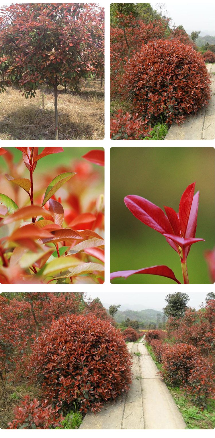 貴州紅葉石楠批發(fā)基地,杯苗地苗都有哦,質(zhì)量好價(jià)格合理
