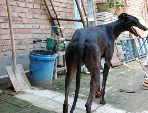 繁殖基地出售細(xì)狗靈緹犬格力犬山東振麒家訓(xùn)犬基地