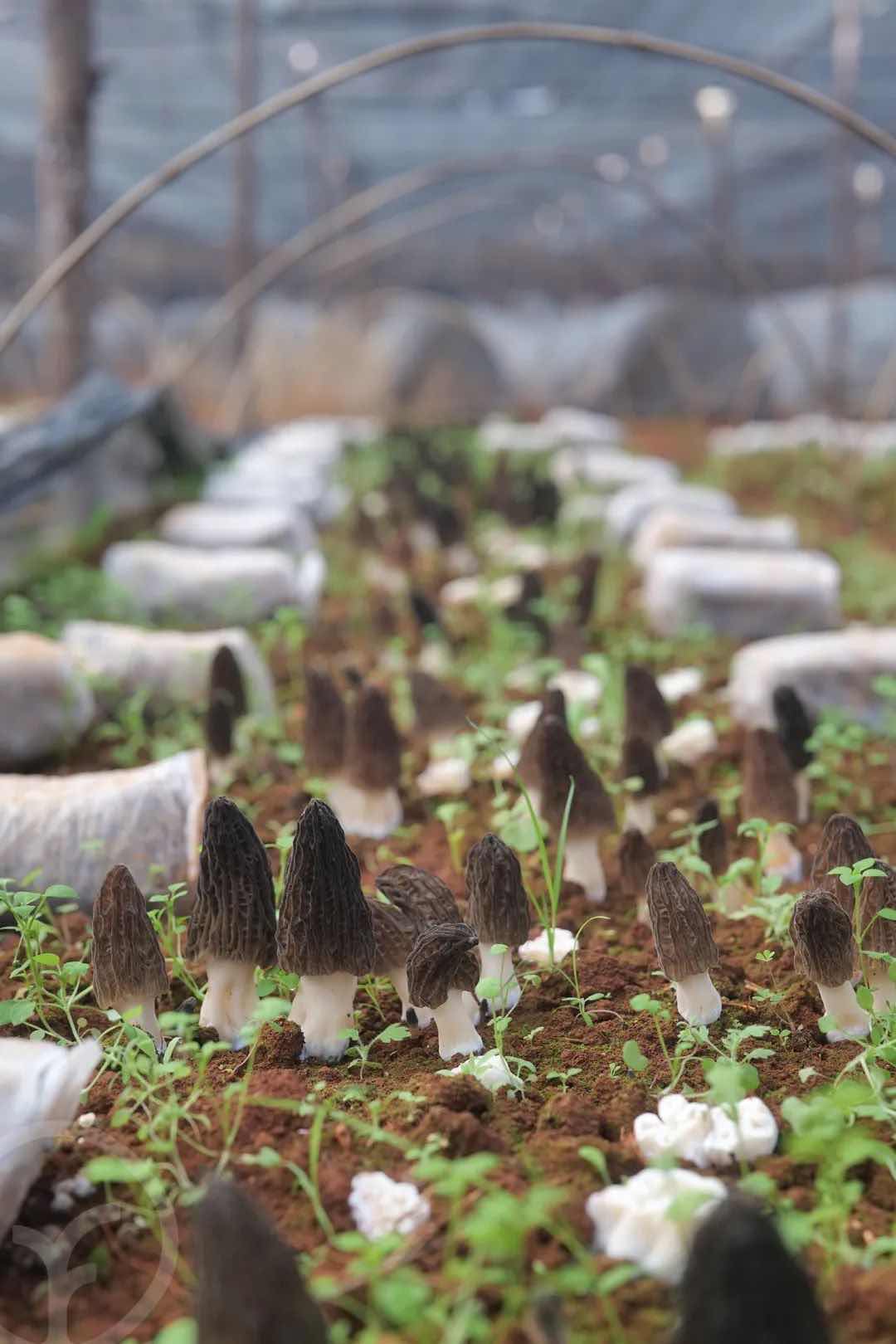 冬耳(菱形耳)湖北隨州豐匯山珍湖北隨州豐匯山珍